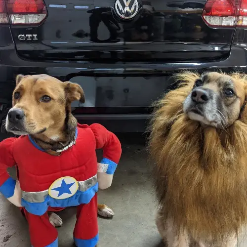 Mateo and Nash, the Reflex Automotive shop dogs